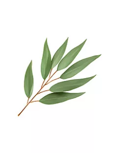 Scent for candles 10ml – 29 Eucalyptus