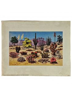 Reprodukciós nyomat 20.3x25.3cm – Bush