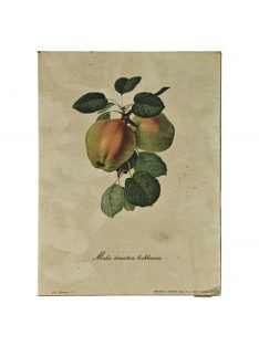 Reprodukciós nyomat 18x24cm – Malus Domestica Borkhausen
