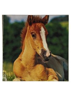 Reprodukció nyomat 28x28cm – Horse