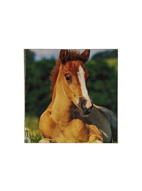 Reprodukció nyomat 28x28cm – Horse