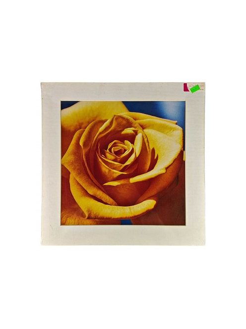Reprodukció nyomat 40x40cm – Rose
