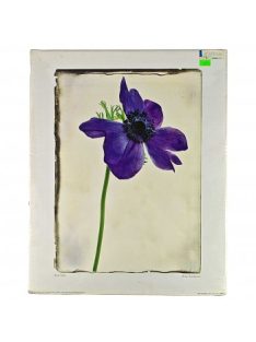 Reprodukció nyomat 40x50cm – Blue Anemone