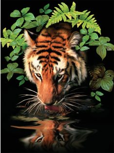 Kreatív hobby - Akril kifestő számokkal - Szomjas tigris