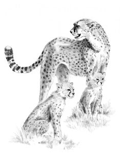 Rajztanítás - Gepárd