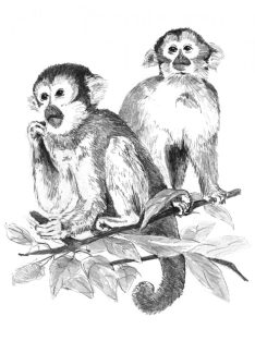 Rajztanítás - Majmok