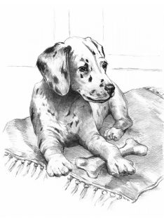 Rajztanítás - Dalmata