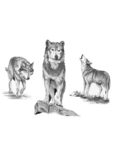 Kreatív hobby - Farkasok