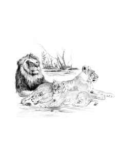   Rajztanítás - Vázlatrajz készlet kellékekkel - 40x32 cm - Oroszláncsalád