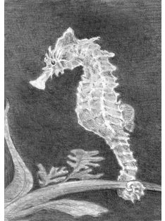 Kreatív hobby - Csikóhal 