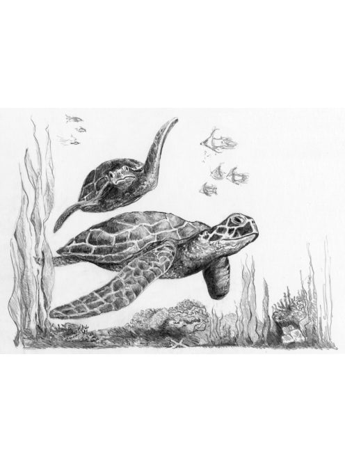 Kreatív hobby - Tengeri teknős