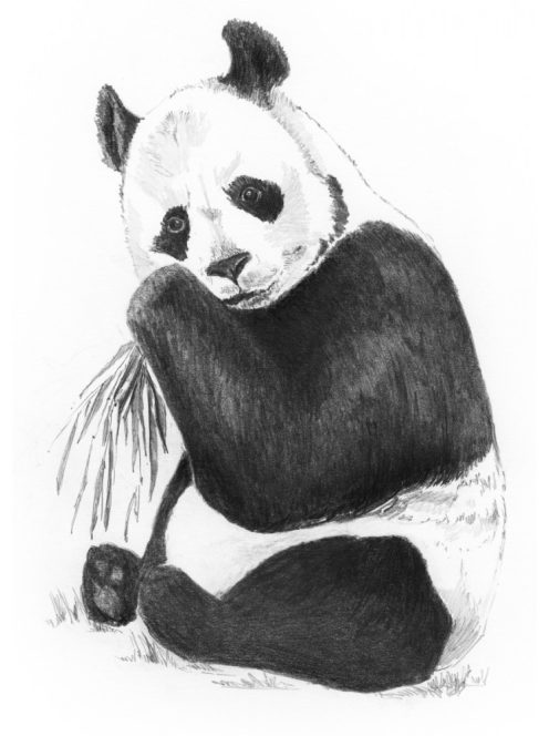 Kreatív hobby - Vázlatkészítés készlet - Panda