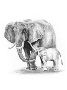 Kreatív hobby - Rajzkészlet - Elefánt